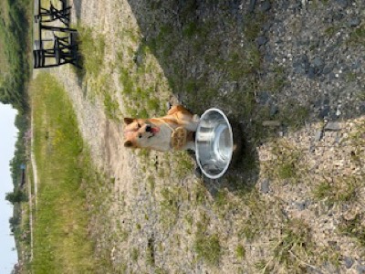 Chien avec bol d'eau à la roulotte